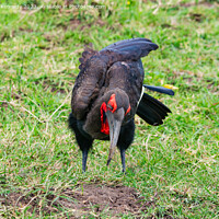 Buy canvas prints of Southern Ground Hornbill hunting by Howard Kennedy
