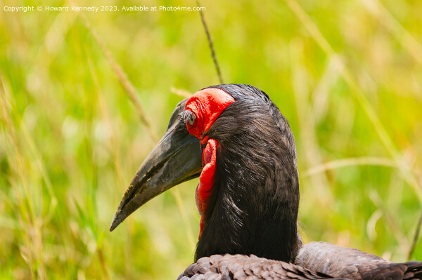 Close-up of Ground Hornbill Picture Board by Howard Kennedy