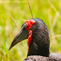 Buy canvas prints of Close-up of Ground Hornbill by Howard Kennedy