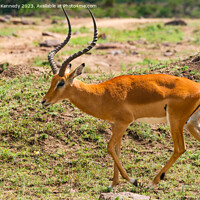 Buy canvas prints of Male Impala by Howard Kennedy
