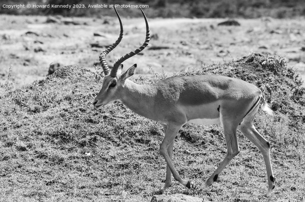 Male Impala in black and white Picture Board by Howard Kennedy