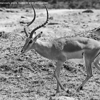 Buy canvas prints of Male Impala in black and white by Howard Kennedy