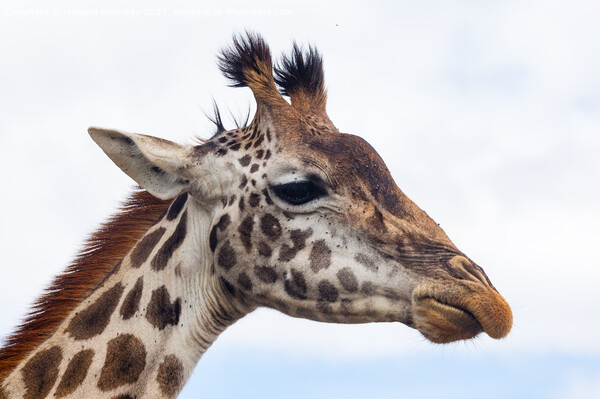 Giraffe headshot Picture Board by Howard Kennedy
