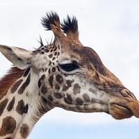 Buy canvas prints of Giraffe headshot by Howard Kennedy