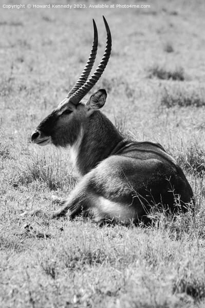 Huge male Defassa Waterbuck in black and white Picture Board by Howard Kennedy
