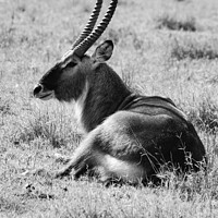 Buy canvas prints of Huge male Defassa Waterbuck in black and white by Howard Kennedy