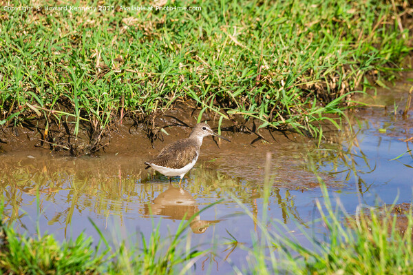 Green Sandpiper wading Picture Board by Howard Kennedy
