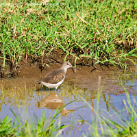 Buy canvas prints of Green Sandpiper wading by Howard Kennedy