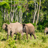 Buy canvas prints of Elephant family browsing by Howard Kennedy