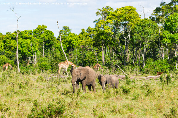 Elephant family browsing with Giraffe and Impala in the background Picture Board by Howard Kennedy