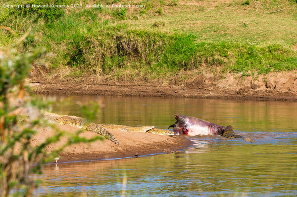 Crocodiles feeding on dead Hippo Picture Board by Howard Kennedy
