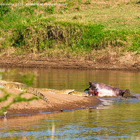 Buy canvas prints of Crocodiles feeding on dead Hippo by Howard Kennedy