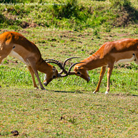 Buy canvas prints of Male Impala fighting by Howard Kennedy