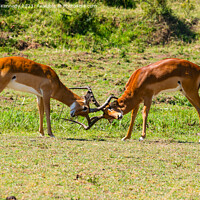 Buy canvas prints of Male Impala fighting by Howard Kennedy