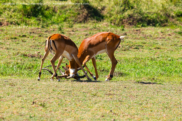 Male Impala fighting Picture Board by Howard Kennedy