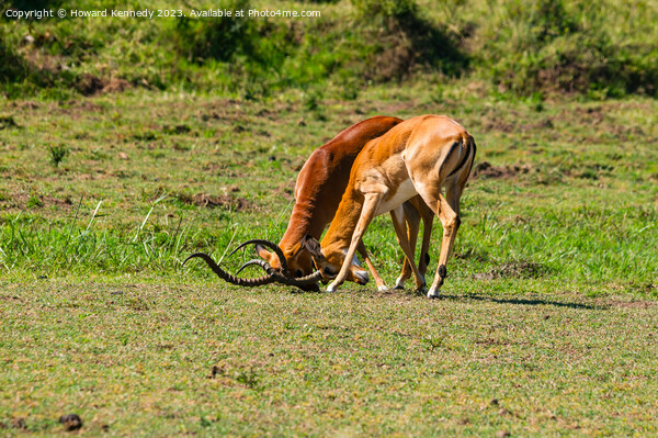 Male Impala fighting Picture Board by Howard Kennedy