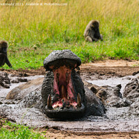 Buy canvas prints of Hippo yawning by Howard Kennedy