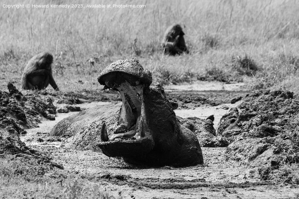 Hippo yawning in black and white Picture Board by Howard Kennedy
