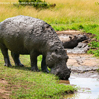 Buy canvas prints of Muddy Hippo drinking by Howard Kennedy
