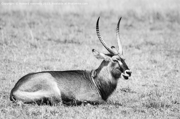 Resting Defassa Waterbuck Bull in black and white Picture Board by Howard Kennedy