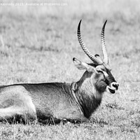 Buy canvas prints of Resting Defassa Waterbuck Bull in black and white by Howard Kennedy