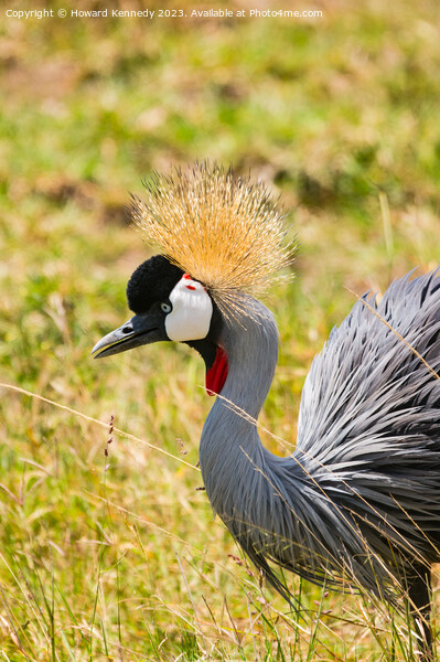 Grey-Crowned Crane close-up Picture Board by Howard Kennedy