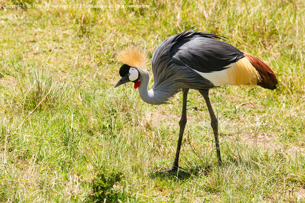 Grey-Crowned Crane Picture Board by Howard Kennedy