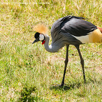 Buy canvas prints of Grey-Crowned Crane by Howard Kennedy