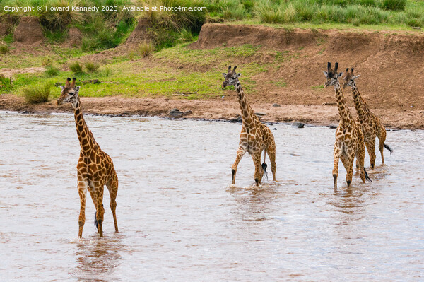 Tower of Giraffes crossing the Mara River Picture Board by Howard Kennedy