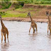 Buy canvas prints of Tower of Giraffes crossing the Mara River by Howard Kennedy