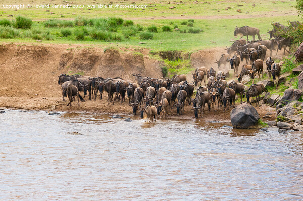 Wildebeest crossing the Mara River Picture Board by Howard Kennedy