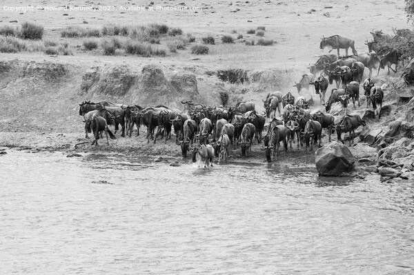 Wildebeest crossing the Mara River in black and white Picture Board by Howard Kennedy