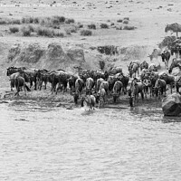 Buy canvas prints of Wildebeest crossing the Mara River in black and white by Howard Kennedy