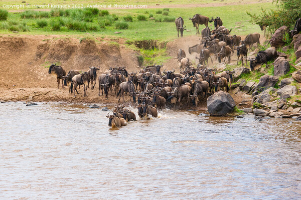 Wildebeest dodging Crocodile as they cross the Mara River during the Great Migration Picture Board by Howard Kennedy