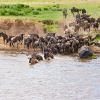 Buy canvas prints of Wildebeest dodging Crocodile as they cross the Mara River during the Great Migration by Howard Kennedy