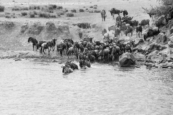 Wildebeest dodging Crocodile as they cross the Mara River during the Great Migration in black and white Picture Board by Howard Kennedy