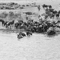 Buy canvas prints of Wildebeest dodging Crocodile as they cross the Mara River during the Great Migration in black and white by Howard Kennedy