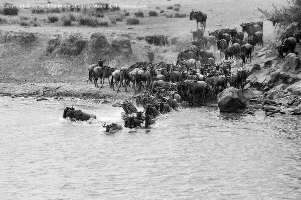Wildebeest dodging Crocodile as they cross the Mara River during the Great Migration in black and white Picture Board by Howard Kennedy