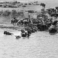 Buy canvas prints of Wildebeest dodging Crocodile as they cross the Mara River during the Great Migration in black and white by Howard Kennedy
