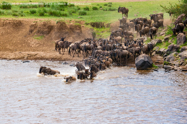 Wildebeest dodging Crocodile as they cross the Mara River during the Great Migration Picture Board by Howard Kennedy