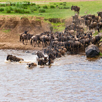 Buy canvas prints of Wildebeest dodging Crocodile as they cross the Mara River during the Great Migration by Howard Kennedy