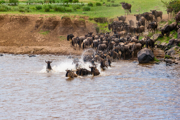 Wildebeest dodging Crocodile as they cross the Mara River during the Greaet  Picture Board by Howard Kennedy