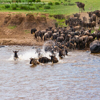 Buy canvas prints of Wildebeest dodging Crocodile as they cross the Mara River during the Greaet  by Howard Kennedy