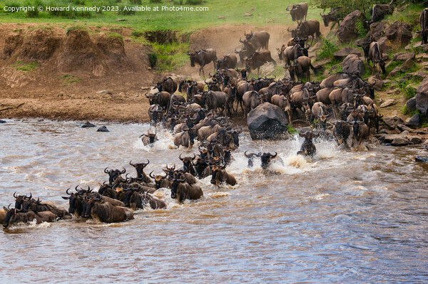 Wildebeest dodging Crocodiles whilst crossing the Mara River during the Great Migration Picture Board by Howard Kennedy