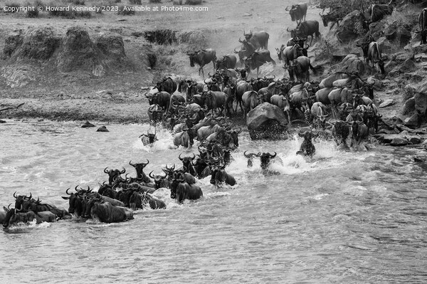Wildebeest dodging Crocodiles whilst crossing the Mara River during the Great Migration in black and white Picture Board by Howard Kennedy