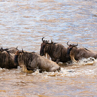 Buy canvas prints of Crocodile attacks Wildebeest crossing the Mara River by Howard Kennedy