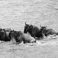 Buy canvas prints of Crocodile attacks Wildebeest crossing the Mara River in black and white by Howard Kennedy