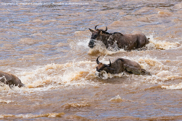 Crocodile attacks Wildebeest crossing the Mara River Picture Board by Howard Kennedy