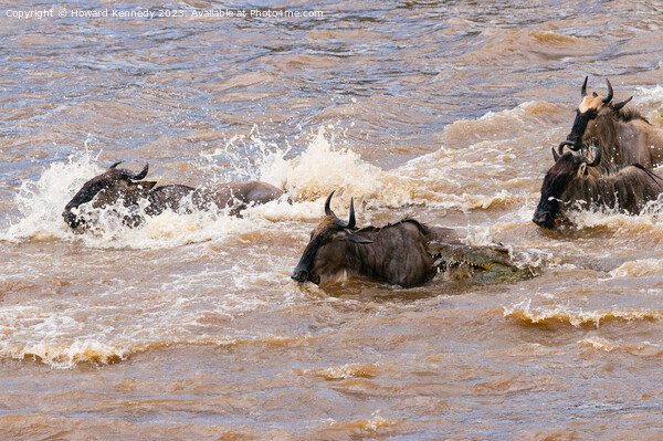 Crocodile attacks Wildebeest crossing the Mara River Picture Board by Howard Kennedy