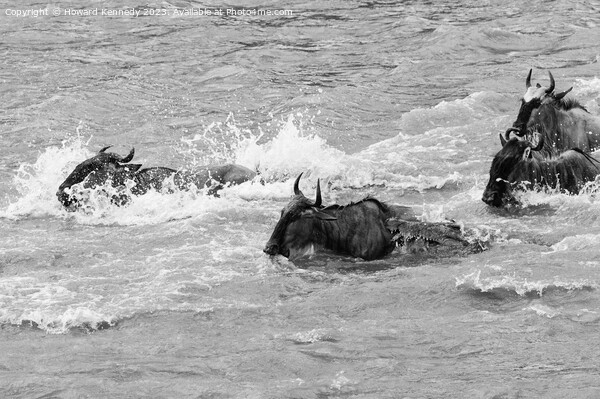 Crocodile attacks Wildebeest crossing the Mara River in black and white Picture Board by Howard Kennedy